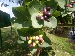 Image of Syzygium cordatum