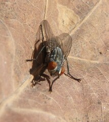 Sarcophagidae