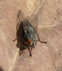 Sarcophagidae