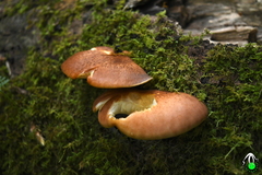 Omphalotus japonicus