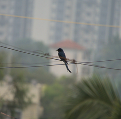 Dicrurus leucophaeus