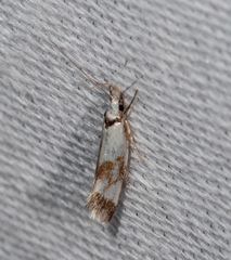 Cosmopterigidae