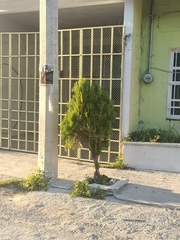 Cupressus sempervirens