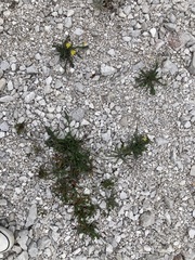 Chondrilla chondrilloides