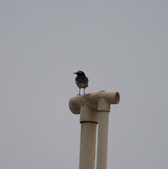 Motacilla maderaspatensis