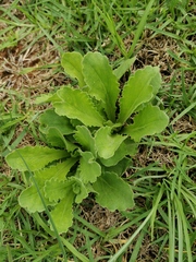 Nidorella podocephala