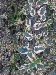 Graptophyllum pictum