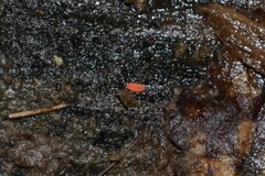 Bilobella braunerae