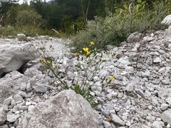 Chondrilla chondrilloides