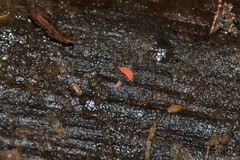 Bilobella braunerae