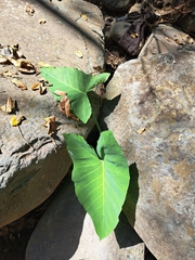 Xanthosoma