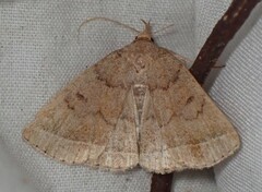 Zanclognatha jacchusalis