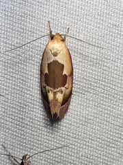 Hoplomorpha