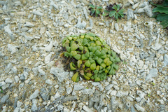 Lysimachia mauritiana