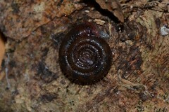 Helicodonta obvoluta