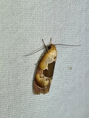 Hoplomorpha