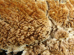 Steccherinum ochraceum