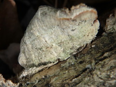 Steccherinum ochraceum