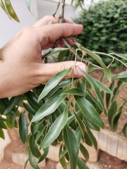 Bolusanthus speciosus