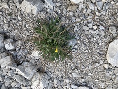 Chondrilla chondrilloides