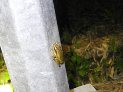 Polypedates leucomystax