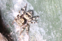Chinophrys