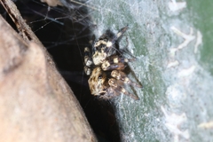 Chinophrys