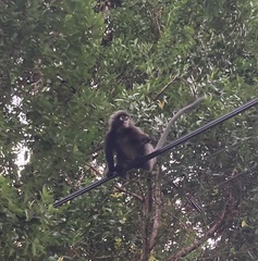 Trachypithecus obscurus