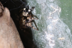 Chinophrys