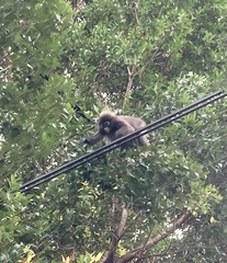 Trachypithecus obscurus