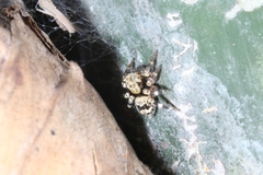 Chinophrys
