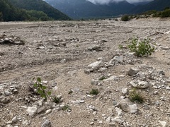 Chondrilla chondrilloides