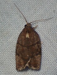 Argyrotaenia juglandana