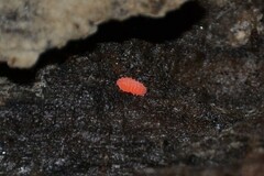 Bilobella braunerae