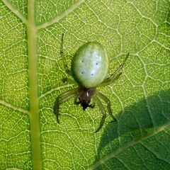 Araniella