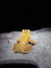 Incilius cristatus