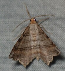 Macaria multilineata