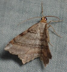 Macaria multilineata