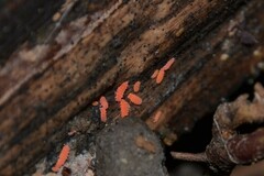 Bilobella braunerae