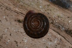 Helicodonta obvoluta