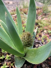 Aloe verecunda