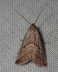 Hypenodes fractilinea