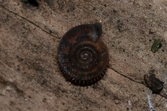 Helicodonta obvoluta