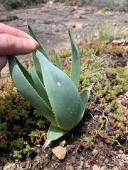 Aloe verecunda