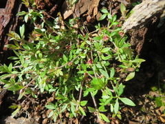 Xanthosia tasmanica