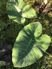 Xanthosoma