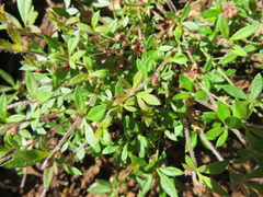 Xanthosia tasmanica