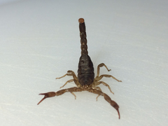 Pseudouroctonus reddelli