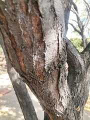 Terminalia catappa