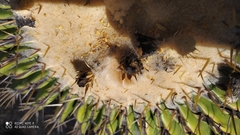 Echinocactus platyacanthus